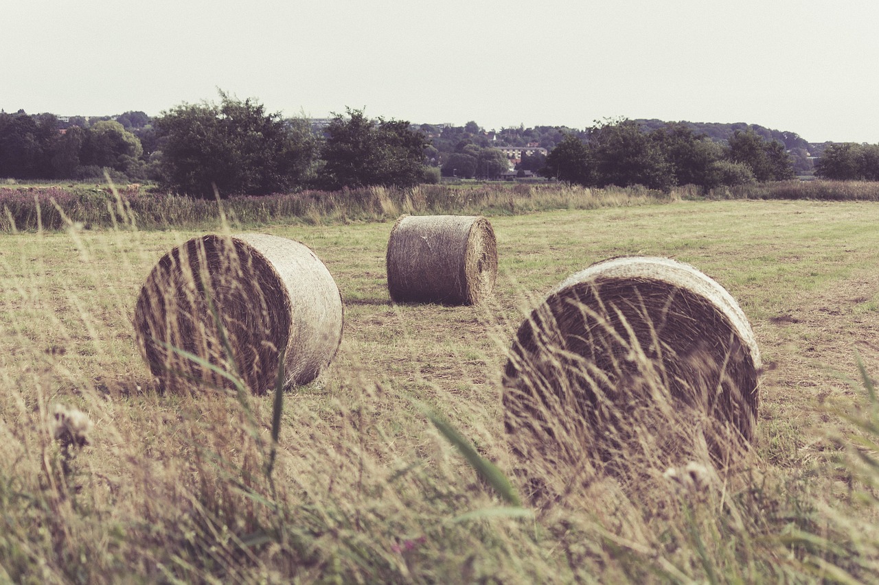 hay-918549_1280